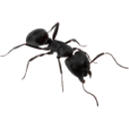 Муравьи