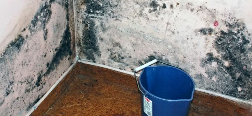 Чем вывести грибок на стенах в квартире