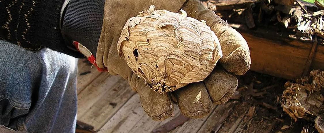 Уничтожение шершней