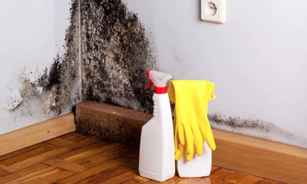 Чем вывести грибок на стенах в квартире